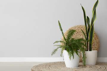 Houseplants with rattan pouf near light wall