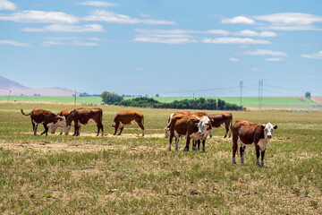 Naklejka na ściany i meble Group of Polled Hereford cows grazing in a field in Argentina.