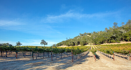 Fototapeta na wymiar Winery vineyard in Paso Robles California United States