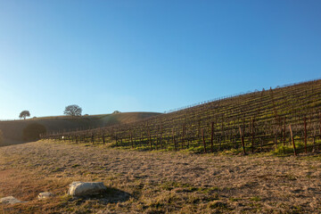 Vineyard on hill in golden hour sunlight in Paso Robles California United States