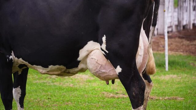 Dutch cow udder spilling milk