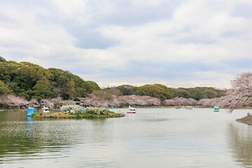 Fototapeta na wymiar 春の明石公園と桜「兵庫県」