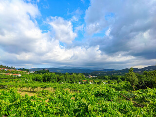 Fototapeta na wymiar Green wineyards Douro valley Portugal