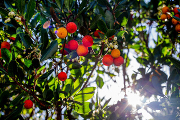Strawberry tree fruit on the tree