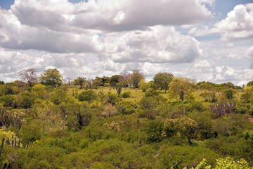 Fototapeta na wymiar Vegetação da Caatinga Brasileira, semiárido com céu azul