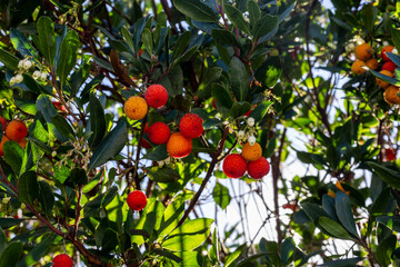 Strawberry tree fruit on the tree