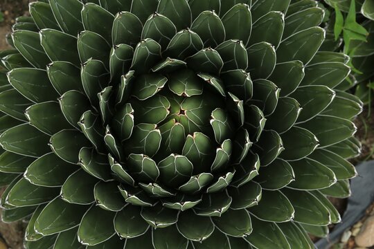 Beautiful green agave growing outdoors, top view. Succulent plant