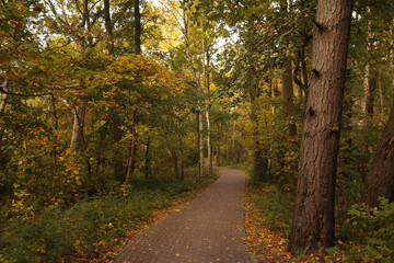 Many beautiful trees and pathway in autumn park