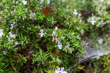 Spiderweb and dew on juniper branch with fllowers