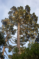 A pine tree with moss in California, USA