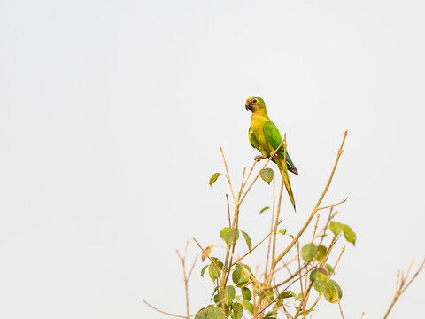 Peach-fronted Parakeet or Peach fronted Conure on tree branch