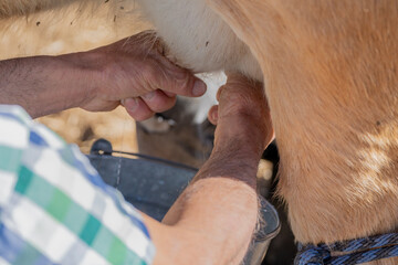 Milking cows with your hands