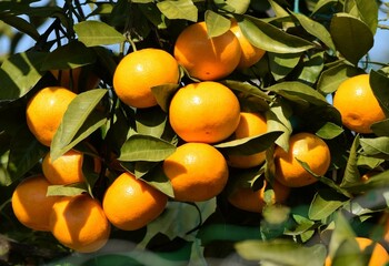 農園の蜜柑、ミカンの実のクローズアップ、みかん
