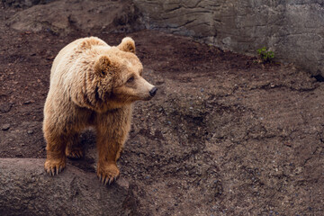 European brown bear (Ursus arctos) standing on rock. 