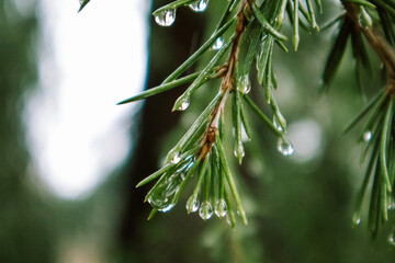 Evergreen conifers pine spruce tree branch long needles with drops of dew, rain. Rainy weather in...