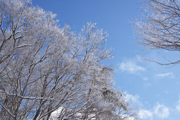 冬、春、自然、日差し、日光、木、雪、空、雲、森、スノー、枝、ウィンター、風景、雪景色、寒い、冬景色、積雪、屋外、樹木、日本、植物、山