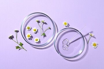 Flat lay composition with Petri dishes and chamomile flowers on violet background