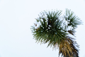 Branch of Joshua Tree (Yucca brevifolia) with snow on the tips