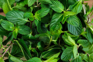 Closeup view of fresh mint. Aromatic herb