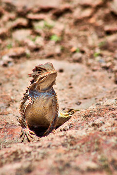 reptile with shape of dragon with blur background, phrynosoma orbiculare , mexican horned lizard in mexiquillo durango 
