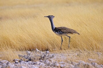 Kori bustard, Ardeotis kori, largest flying bird in Africa, Etosha national park, Namibia