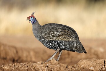 Helmeted guineafowl (Numida meleagris), Etosha national park, Namibia, Africa