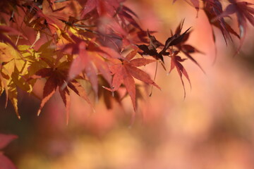 maple leaf photo