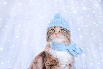 Cat in a blue hat and scarf on a white background. Snowflakes. Christmas card. New Year concept. Cat with green eyes. Kitten ready for cold winter. Kitten dressed in a knitted hat. Clothing for animal