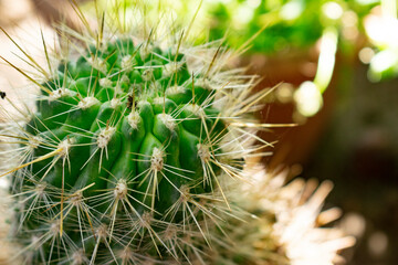 close up of cactus