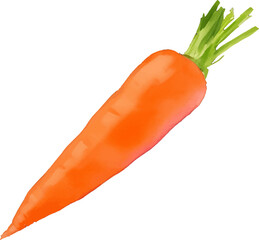 carrot hand drawn with watercolor painting style illustration