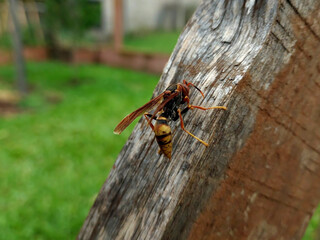 Isolated close-up wasp stands on a  piece of wood of a farm.