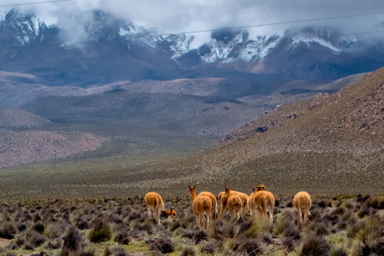 Vicuñas grazing ichu in a protected area, the vicuña is an animal in danger of extinction due to indiscriminate hunting.