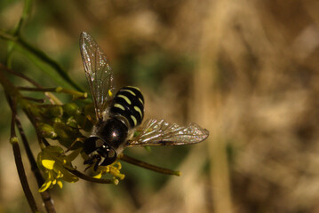 Large-tailed Aphideater

Eupeodes americanus, the American hoverfly, is found throughout North America and inhabits meadows, and fields with flowers and foliage.