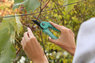 Woman pruning tree branch by secateurs in garden, closeup