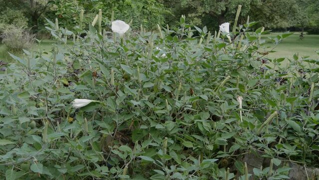 Medium shot of thorn apple bush with white flowers. Datura plant, a poisonous and toxic herb.