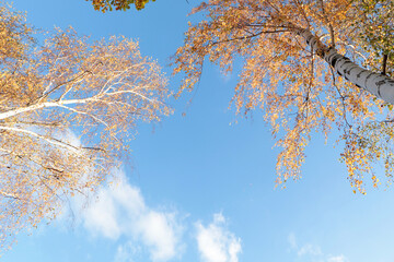 Beautiful trees with bright leaves against sky on autumn day, bottom view