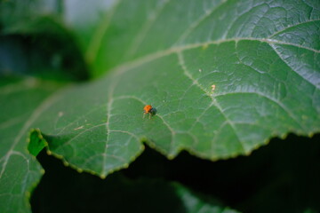 Abstract Defocused Blurred Background a ladybug on the edge of a leaf in the Cicalengka area - Indonesia. Not Focus