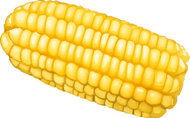 corn hand drawn with watercolor painting style illustration