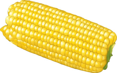 corn hand drawn with watercolor painting style illustration