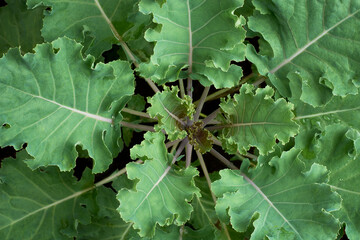 close-up of cabbage plant with green leaves, easy to grow leafy green vegetable plant in full frame background, taken straight from above