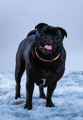 adorable cute black pug dog with necklace