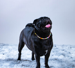 adorable cute black pug dog with necklace