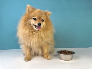 Feeding of pet, beautiful little breed, small puppy Pomeranian Spitz dog. Healthy doggy is looking at bowl with food, dry feed on blue background and going to eat