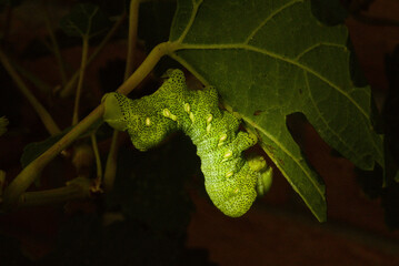 Typhon Sphinx Caterpillar 

Typhon sphinx caterpillars all have a pointed horn at the back end. This is not a stinger and the caterpillar is harmless to humans.