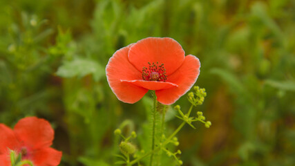 red poppy in the field