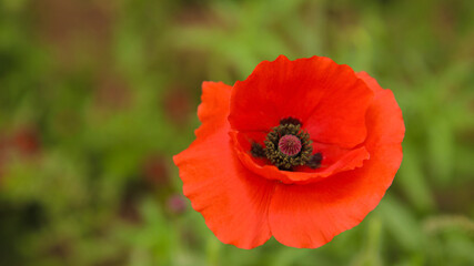 red poppy in the field