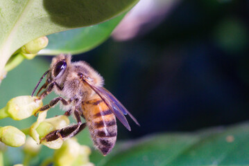 Western Honey Bee 

The western honey bee was one of the first utiized insects, and it is the primary species maintained by beekeepers to this day for both its honey production and pollination