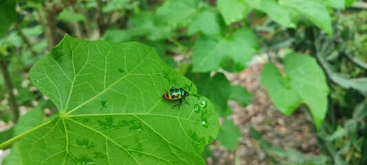 Color Beetle Lady Bug On Green Leaf