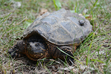 Young Snapping Turtle In Grass