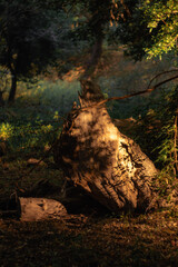 forest in the morning